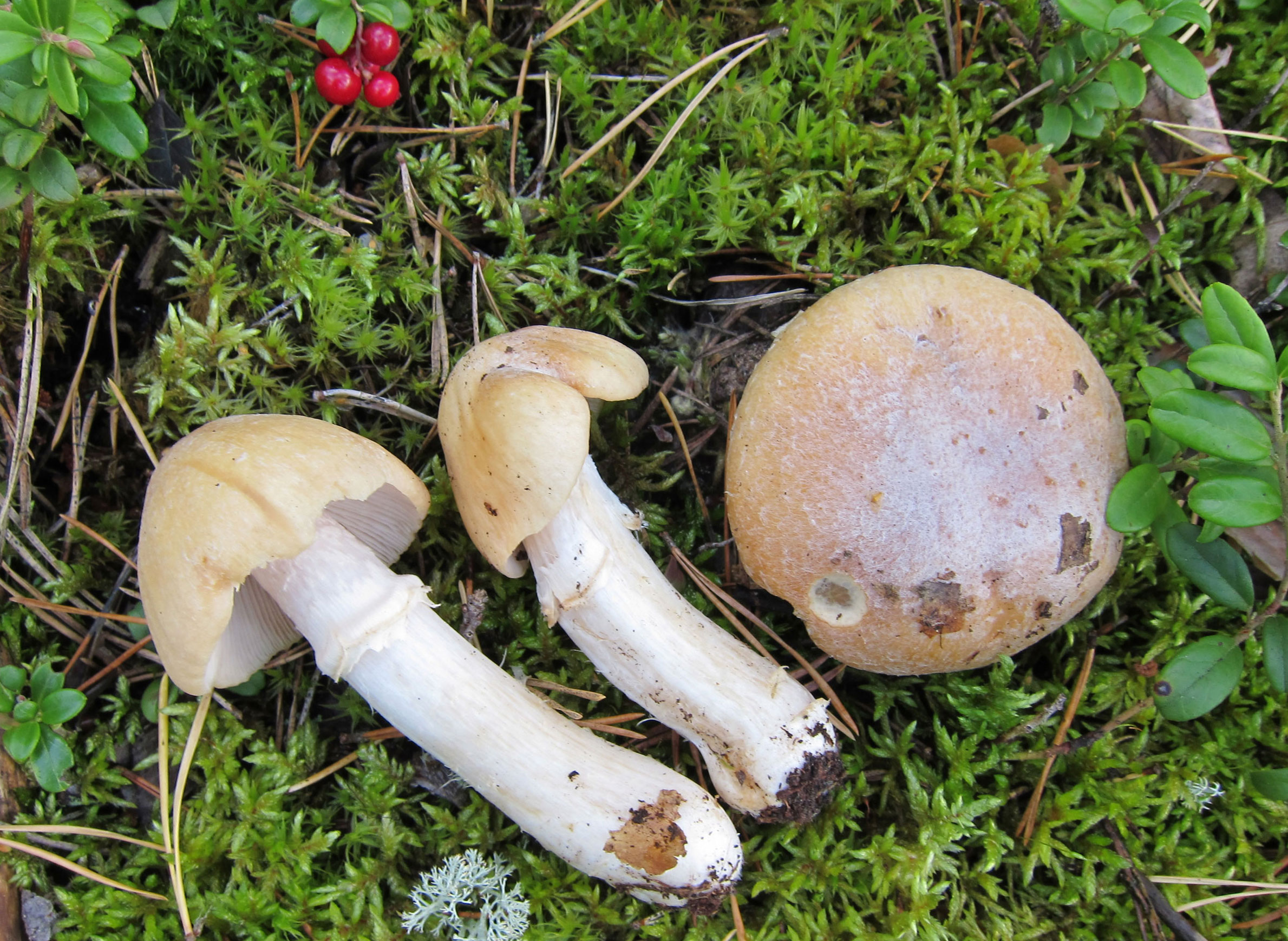 Testaa: Tunnetko syötävät sienet? | ET