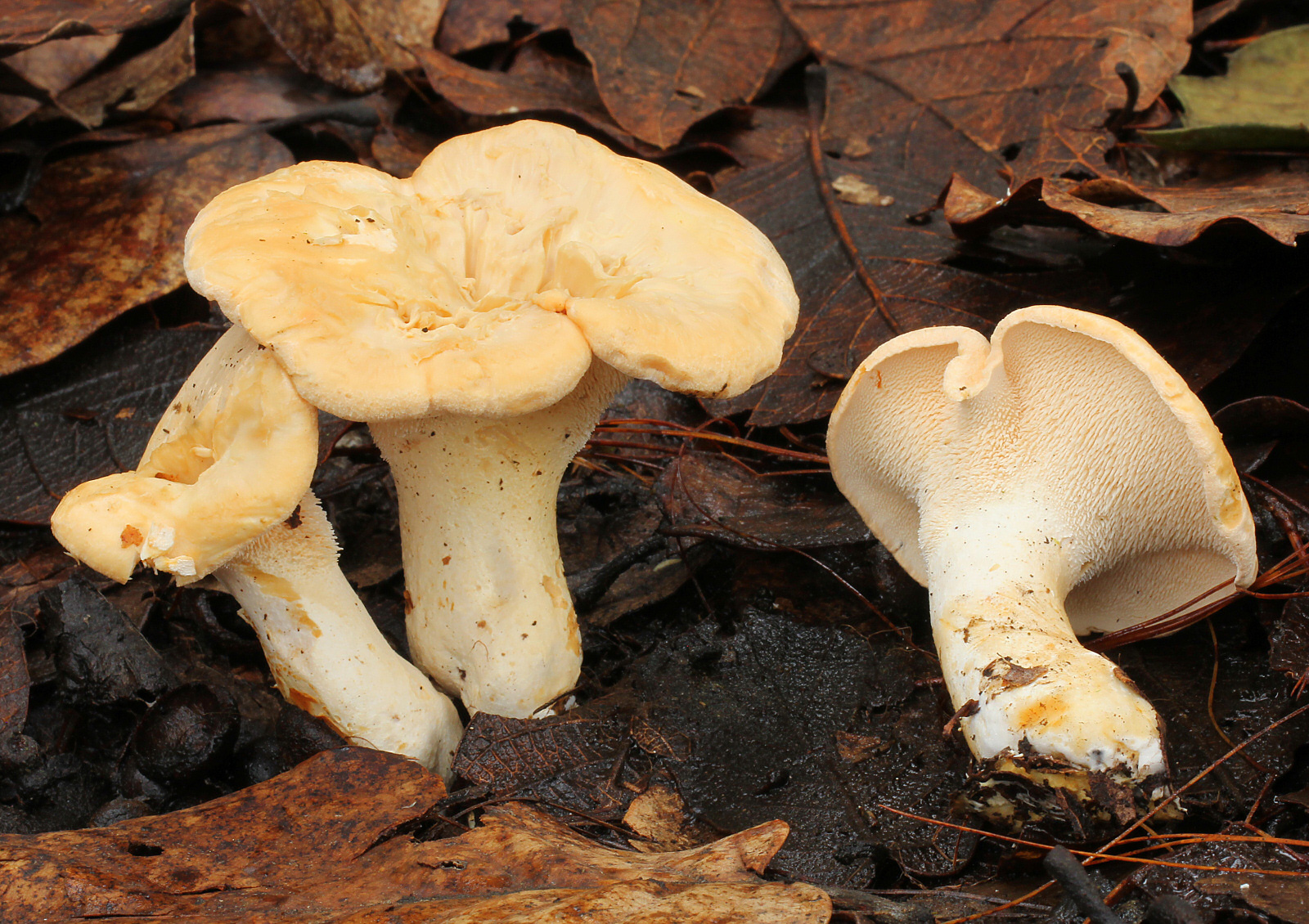 Testaa: Tunnetko syötävät sienet? | ET